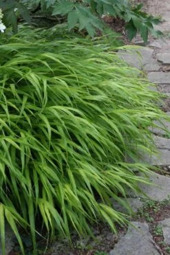 Hakone Japanese Forest Grass (Hakonechloa Macra) - 1 Gallon Pot -SHRUBS and BUSHES Shop hakonechloa macra hakone japanese forest grass 5