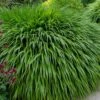 Hakone Japanese Forest Grass (Hakonechloa Macra) - 1 Gallon Pot -SHRUBS and BUSHES Shop hakonechloa macra hakone japanese forest grass 7