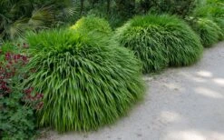 Hakone Japanese Forest Grass (Hakonechloa Macra) - 1 Gallon Pot -SHRUBS and BUSHES Shop hakonechloa macra hakone japanese forest grass 8