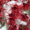Diane Red Witch Hazel (Hamamelis X Intermedia) - 7 Gallon Pot -SHRUBS and BUSHES Shop hamamelis intermedia diane witch hazel 12