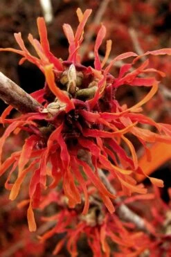 Diane Red Witch Hazel (Hamamelis X Intermedia) - 7 Gallon Pot -SHRUBS and BUSHES Shop hamamelis intermedia diane witch hazel 2