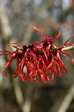 Diane Red Witch Hazel (Hamamelis X Intermedia) - 7 Gallon Pot -SHRUBS and BUSHES Shop hamamelis intermedia diane witch hazel 4