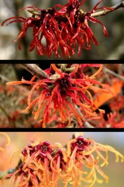 Diane Red Witch Hazel (Hamamelis X Intermedia) - 7 Gallon Pot -SHRUBS and BUSHES Shop hamamelis intermedia diane witch hazel 5