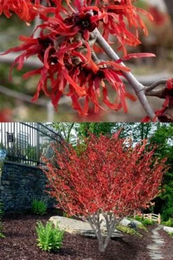 Diane Red Witch Hazel (Hamamelis X Intermedia) - 7 Gallon Pot -SHRUBS and BUSHES Shop hamamelis intermedia diane witch hazel 8