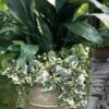 Variegated Algerian Ivy (Hedera Algeriensis 'Gloire De Marengo') - 5 Pack Of Pint Pots -SHRUBS and BUSHES Shop hedera algeriensis gloire de marengo variegated algerian ivy 102