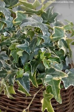 Ingelise English Ivy (Hedera) - 5 Pack Of Pint Pots -SHRUBS and BUSHES Shop hedera helix ingelise english ivy 6