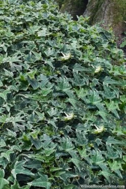 Ingelise English Ivy (Hedera) - 5 Pack Of Pint Pots -SHRUBS and BUSHES Shop hedera helix ingelise english ivy 7