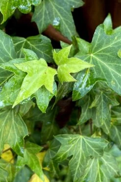 Wilson Ivy (Hedera Helix) - 5 Pack Of Quart Pots -SHRUBS and BUSHES Shop hedera helix wilsonii wilson ivy 1