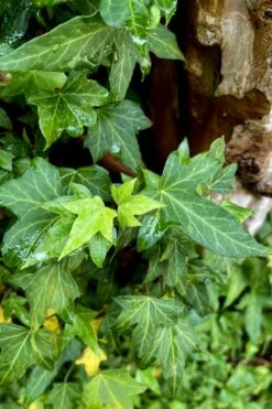 Wilson Ivy (Hedera Helix) - 5 Pack Of Quart Pots -SHRUBS and BUSHES Shop hedera helix wilsonii wilson ivy 2