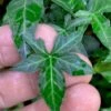 Wilson Ivy (Hedera Helix) - 5 Pack Of Quart Pots -SHRUBS and BUSHES Shop hedera helix wilsonii wilson ivy 3