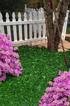 Wilson Ivy (Hedera Helix) - 5 Pack Of Quart Pots -SHRUBS and BUSHES Shop hedera helix wilsonii wilson ivy 5