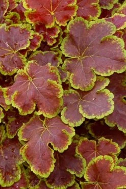 Solar Eclipse Heucherella (Foamy Bells) - 1 Gallon Pot -SHRUBS and BUSHES Shop heucherella solar eclipse 1