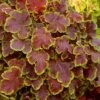 Solar Eclipse Heucherella (Foamy Bells) - 1 Gallon Pot 2 Solar Eclipse Heucherella (Foamy Bells) - 1 Gallon Pot -SHRUBS and BUSHES Shop heucherella solar eclipse 2