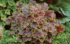 Solar Eclipse Heucherella (Foamy Bells) - 1 Gallon Pot -SHRUBS and BUSHES Shop heucherella solar eclipse 3