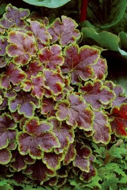 Solar Eclipse Heucherella (Foamy Bells) - 1 Gallon Pot -SHRUBS and BUSHES Shop heucherella solar eclipse 4