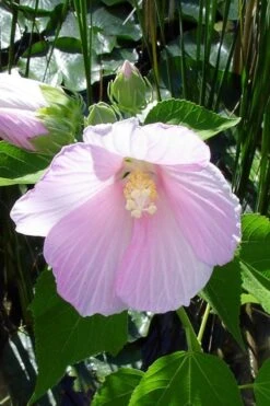 Rose Mallow Hardy Hibiscus (Hibiscus Moscheutos) - 2.5 Quart Pot 16 Rose Mallow Hardy Hibiscus (Hibiscus Moscheutos) - 2.5 Quart Pot -SHRUBS and BUSHES Shop hibiscus mosheutos swamp rose mallow 1