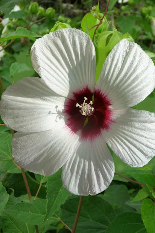 Rose Mallow Hardy Hibiscus (Hibiscus Moscheutos) - 2.5 Quart Pot 3 Rose Mallow Hardy Hibiscus (Hibiscus Moscheutos) - 2.5 Quart Pot