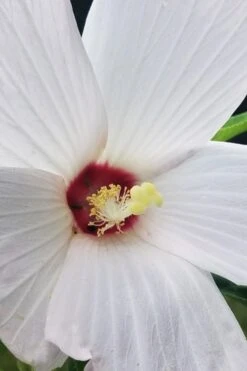 Rose Mallow Hardy Hibiscus (Hibiscus Moscheutos) - 2.5 Quart Pot 17 Rose Mallow Hardy Hibiscus (Hibiscus Moscheutos) - 2.5 Quart Pot -SHRUBS and BUSHES Shop hibiscus mosheutos swamp rose mallow 4