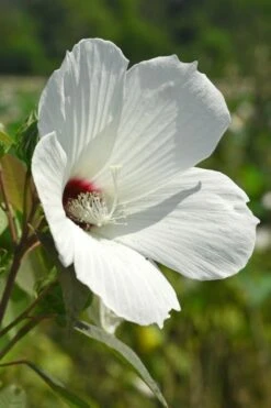 Rose Mallow Hardy Hibiscus (Hibiscus Moscheutos) - 2.5 Quart Pot 15 Rose Mallow Hardy Hibiscus (Hibiscus Moscheutos) - 2.5 Quart Pot -SHRUBS and BUSHES Shop hibiscus mosheutos swamp rose mallow 7