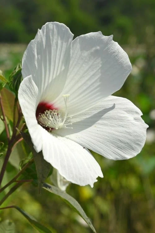 Rose Mallow Hardy Hibiscus (Hibiscus Moscheutos) - 2.5 Quart Pot 8 Rose Mallow Hardy Hibiscus (Hibiscus Moscheutos) - 2.5 Quart Pot - Image 6