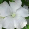Diana White Rose Of Sharon (Althea) - Hibiscus Syriacus - 1 Gallon Pot 2 Diana White Rose Of Sharon (Althea) - Hibiscus Syriacus - 1 Gallon Pot -SHRUBS and BUSHES Shop hibiscus syriacus diana rose of sharon 1