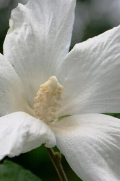 Diana White Rose Of Sharon (Althea) - Hibiscus Syriacus - 1 Gallon Pot 11 Diana White Rose Of Sharon (Althea) - Hibiscus Syriacus - 1 Gallon Pot -SHRUBS and BUSHES Shop hibiscus syriacus diana rose of sharon 2
