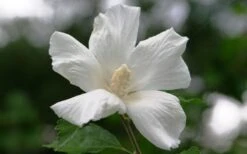 Diana White Rose Of Sharon (Althea) - Hibiscus Syriacus - 1 Gallon Pot 12 Diana White Rose Of Sharon (Althea) - Hibiscus Syriacus - 1 Gallon Pot -SHRUBS and BUSHES Shop hibiscus syriacus diana rose of sharon 3