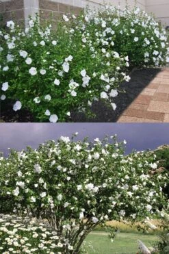 Diana White Rose Of Sharon (Althea) - Hibiscus Syriacus - 1 Gallon Pot 13 Diana White Rose Of Sharon (Althea) - Hibiscus Syriacus - 1 Gallon Pot -SHRUBS and BUSHES Shop hibiscus syriacus diana rose of sharon 4