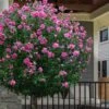 Lucy Rose Of Sharon (Single Trunk Tree) - 7 Gallon Pot (3-4') -SHRUBS and BUSHES Shop hibiscus syriacus lucy rose of sharon tree 2 1
