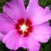 Violet Satin Rose Of Sharon (Hibiscus / Althea) - 3 Gallon Pot 2 Violet Satin Rose Of Sharon (Hibiscus / Althea) - 3 Gallon Pot -SHRUBS and BUSHES Shop hibiscus syriacus violet satin rose of sharon 1