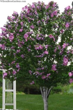 Violet Satin Rose Of Sharon (Hibiscus / Althea) - 3 Gallon Pot -SHRUBS and BUSHES Shop hibiscus syriacus violet satin rose of sharon 2