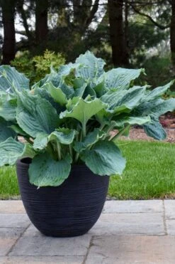 Diamond Lake Hosta Lily - 2 Gallon Pot 11 Diamond Lake Hosta Lily - 2 Gallon Pot -SHRUBS and BUSHES Shop hosta lily diamond lake 4 1