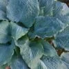 Diamond Lake Hosta Lily - 1 Gallon Pot -SHRUBS and BUSHES Shop hosta lily diamond lake 7