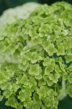Invincibelle Sublime Smooth Hydrangea - 3 Gallon Pot 14 Invincibelle Sublime Smooth Hydrangea - 3 Gallon Pot -SHRUBS and BUSHES Shop hydrangea arborescens invincibelle sublime 3