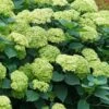 Invincibelle Sublime Smooth Hydrangea - 3 Gallon Pot 2 Invincibelle Sublime Smooth Hydrangea - 3 Gallon Pot -SHRUBS and BUSHES Shop hydrangea arborescens invincibelle sublime 5