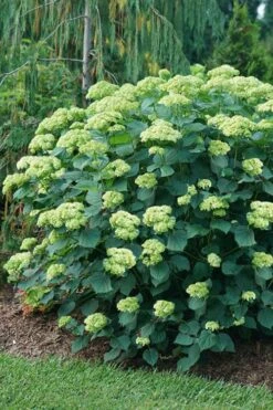 Invincibelle Sublime Smooth Hydrangea - 3 Gallon Pot 16 Invincibelle Sublime Smooth Hydrangea - 3 Gallon Pot -SHRUBS and BUSHES Shop hydrangea arborescens invincibelle sublime 6