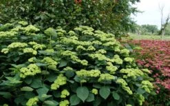 Invincibelle Sublime Smooth Hydrangea - 3 Gallon Pot 15 Invincibelle Sublime Smooth Hydrangea - 3 Gallon Pot -SHRUBS and BUSHES Shop hydrangea arborescens invincibelle sublime 8