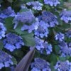 Bluebird Hydrangea - 3 Gallon Pot -SHRUBS and BUSHES Shop hydrangea bluebird 21