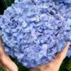 Big Daddy Hydrangea - 3 Gallon Pot 1 Big Daddy Hydrangea - 3 Gallon Pot -SHRUBS and BUSHES Shop hydrangea macrophylla big daddy 101