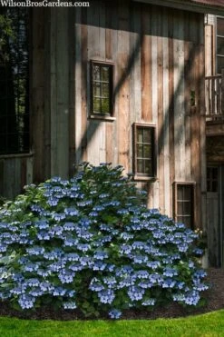 Blue Wave Lacecap Hydrangea - 3 Gallon Pot -SHRUBS and BUSHES Shop hydrangea macrophylla blue wave 22