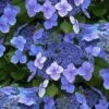 Blue Wave Lacecap Hydrangea - 3 Gallon Pot -SHRUBS and BUSHES Shop hydrangea macrophylla blue wave 23