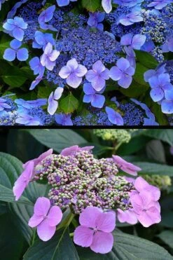 Blue Wave Lacecap Hydrangea - 3 Gallon Pot -SHRUBS and BUSHES Shop hydrangea macrophylla blue wave 24