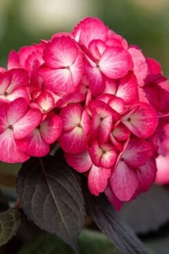 Eclipse Bigleaf Hydrangea - 3 Gallon Pot -SHRUBS and BUSHES Shop hydrangea macrophylla eclipse 1