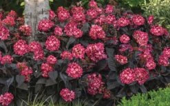 Eclipse Bigleaf Hydrangea - 3 Gallon Pot -SHRUBS and BUSHES Shop hydrangea macrophylla eclipse 4