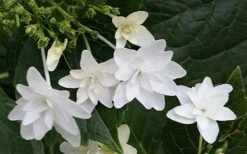 Fuji Waterfall Hydrangea - 3 Gallon Pot -SHRUBS and BUSHES Shop hydrangea macrophylla fuji waterfall 2