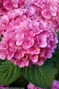 Love Hydrangea - 3 Gallon Pot -SHRUBS and BUSHES Shop hydrangea macrophylla love 1