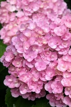 Love Hydrangea - 3 Gallon Pot -SHRUBS and BUSHES Shop hydrangea macrophylla love 5