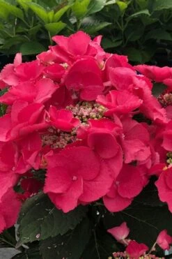 Cherry Explosion Hydrangea - 3 Gallon Pot -SHRUBS and BUSHES Shop hydrangea macrophylla mckay cherry explosion 100