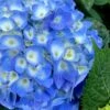 Nantucket Blue Hydrangea - 3 Gallon Pot -SHRUBS and BUSHES Shop hydrangea macrophylla nantucket 1
