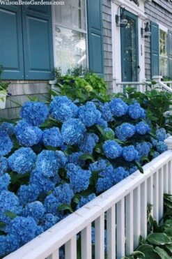 Nantucket Blue Hydrangea - 3 Gallon Pot -SHRUBS and BUSHES Shop hydrangea macrophylla nantucket 2